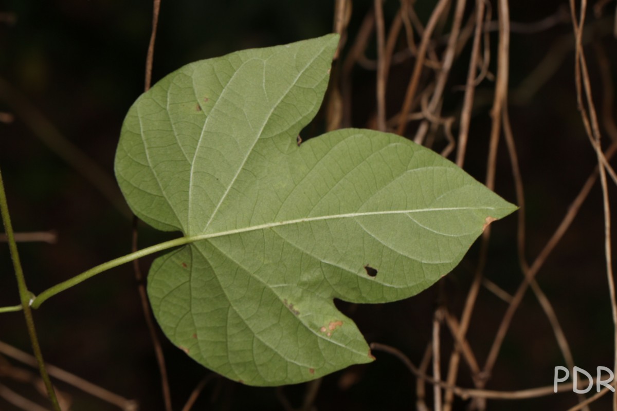 Ipomoea indica (Burm.) Merr.